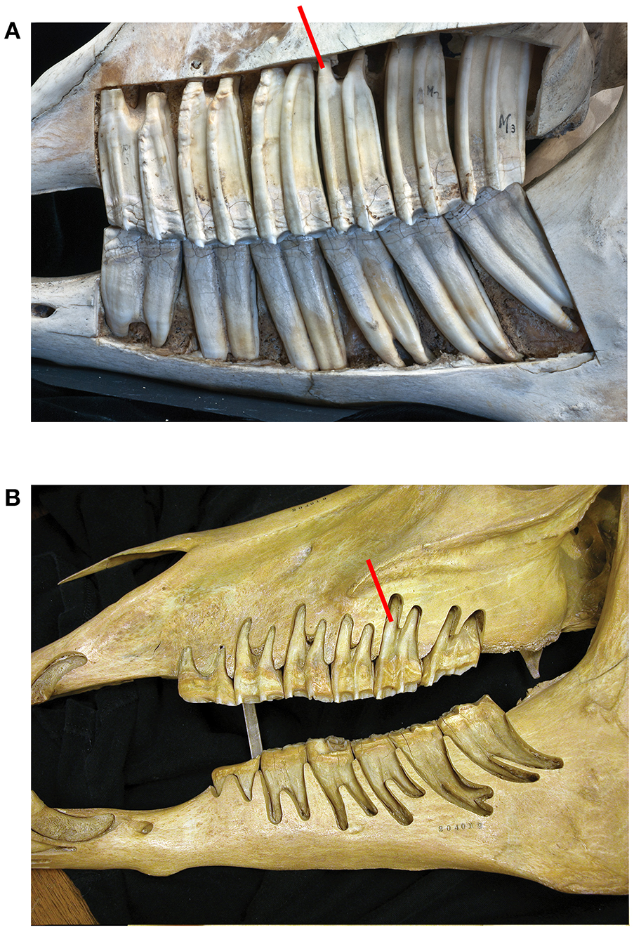 <p>__________ are high crowned molars for mammals that eat abrasive foods (Ex: Horses)</p>