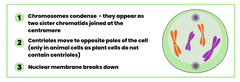 <p>1. Chromosome condenses </p><p>2. Centrioles move to opposite poles of the cell</p><p>3. Nuclear membrane breaks down</p>