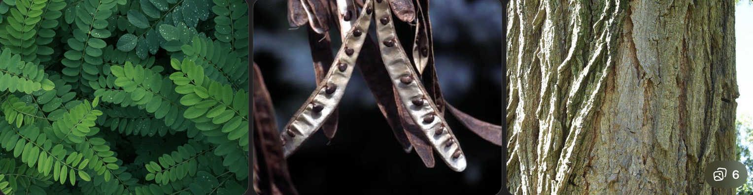 <p>Identify this tree</p>