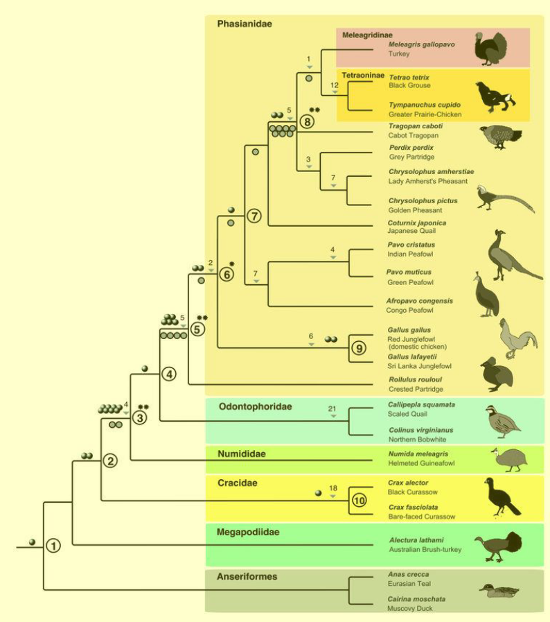 <p>11. The phylogenetic tree below by Kreigs et al. represents a hypothesized evolutionary relationship</p><p>among the gamebirds (Galliformes). Based on the tree, which of these birds evolved most recently?</p><p>A. Crested partridge</p><p>B. Congo peafowl</p><p>C. Golden pheasant</p><p>D. Japanese quail</p><p>E. Grey partridge</p>