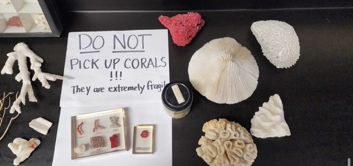 <p>Corals</p>