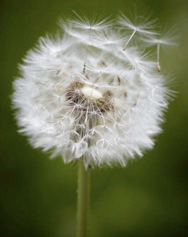 <p>Taraxacum officinale height</p>