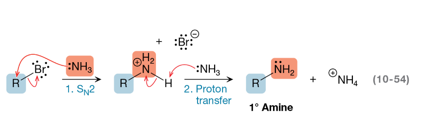 <p>Amines perform SN2 substitution on alkyl halides to form more substituted amines or quaternary ammonium salts without changing the carbon skeleton.</p>