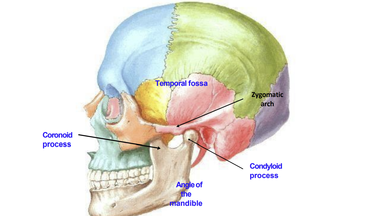 term image