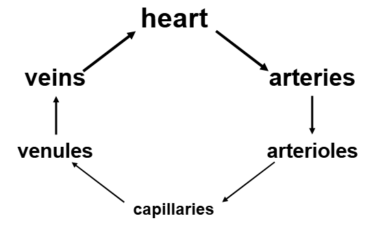 <ul><li><p>arteries: away from heart</p></li><li><p>veins: toward heart</p></li><li><p>capillaries: in between arteries and veins</p><ul><li><p>connect arterioles and venules</p></li></ul></li></ul><p></p>