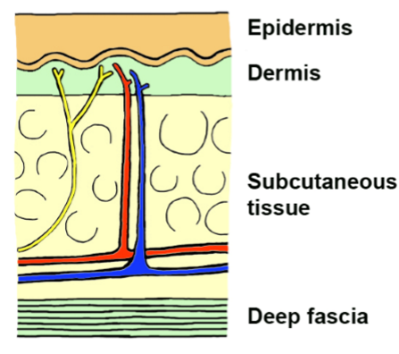 <ul><li><p>Only the <em>dermis</em> is vascularised; the epidermis is not</p><ul><li><p>The dermis &amp; hypodermis develop from the mesoderm along with blood vessels, but the epidermis is derived from ectoderm</p></li></ul></li><li><p>The epidermis receives its nutrients via diffusion through interstitial fluid from vessels in the dermis</p></li></ul><p></p><p></p>