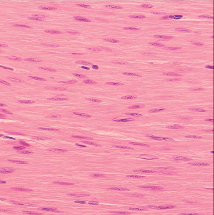 <p>Identify the tissue, state location, state function(s)</p>