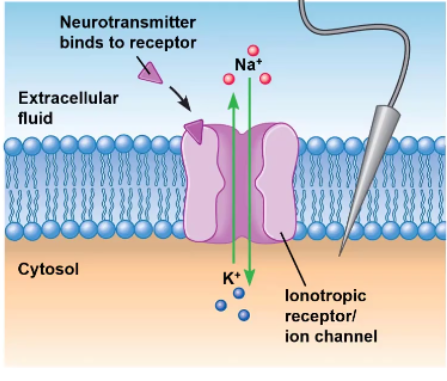 <p>the resting potential is closer to ____ so there is a higher driving force for it </p>