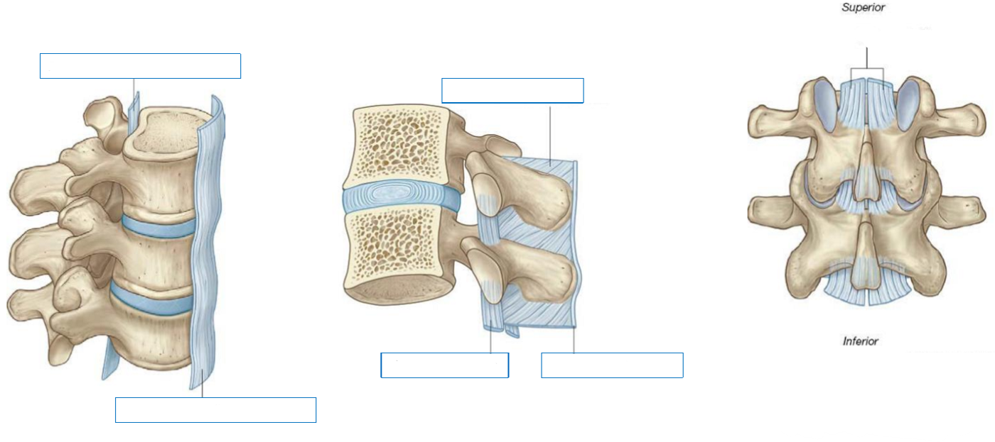 <p>Label the following diagram of the major vertebral column ligaments</p>