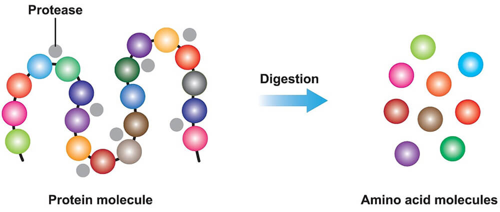 <p>an enzyme that carries out proteolytic cleavage, cutting a protein up</p>