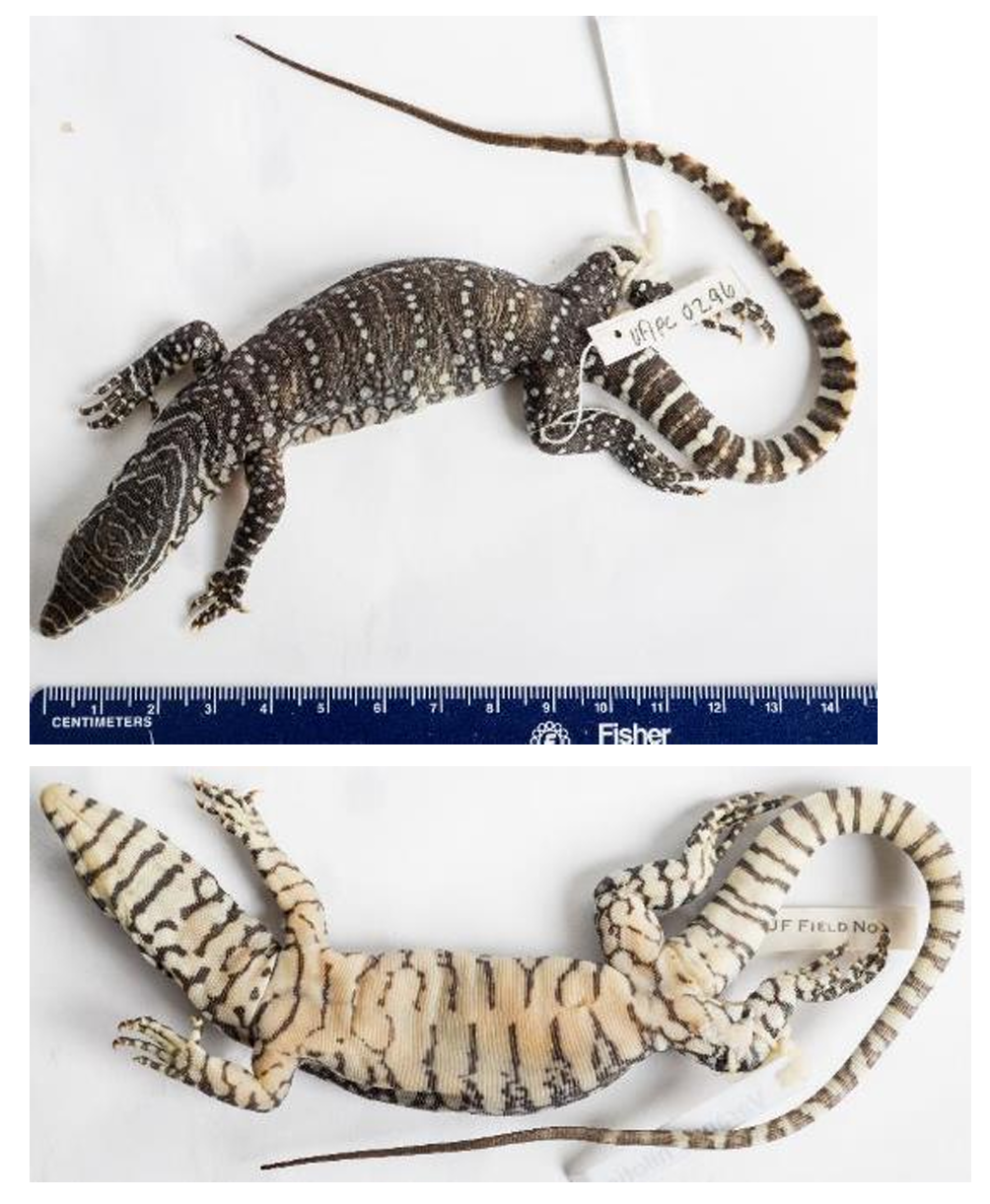 <p>Family: Varanidae</p><p>Family name: Monitor Lizards</p>