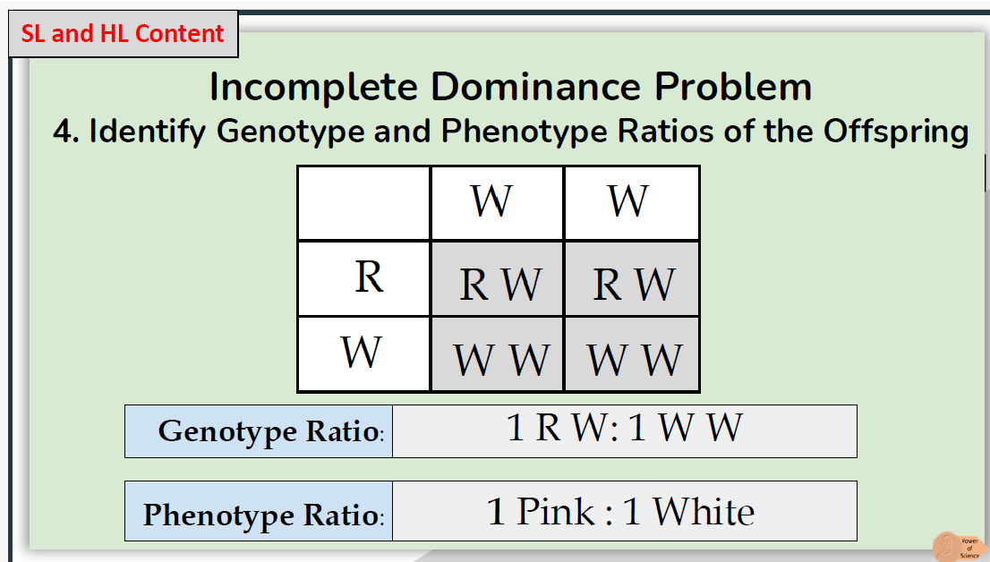 <ul><li><p><span>Incomplete dominance occurs when heterozygotes have an intermediate phenotype to homozygous individuals</span></p></li><li><p><span>Neither allele is dominant</span></p></li><li><p><span>The inheritance of flower colour for the four o’clock flower <em>(Mirabilis jalapa)</em> is an example of incomplete dominance</span></p></li></ul><p></p>