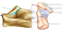 <p>deep depression between the posterior and middle articular facets</p>