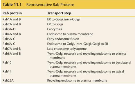 <p>Rab G-Protein Family</p>