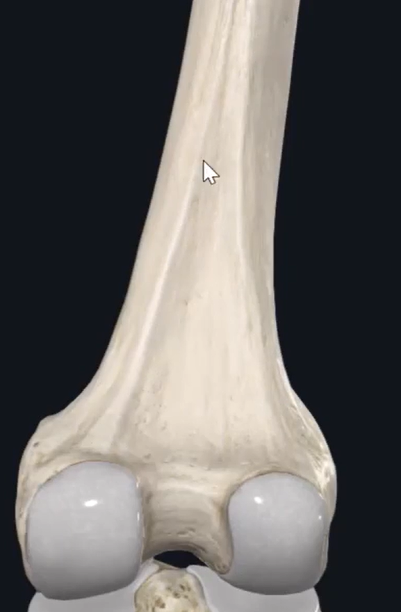 <p>what is the name of these two rough lines along the diaphysis of the femur called?</p>