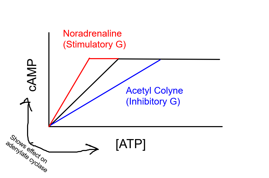 <p>Regulation of pacemaker cells (controlling cardiac output)</p>