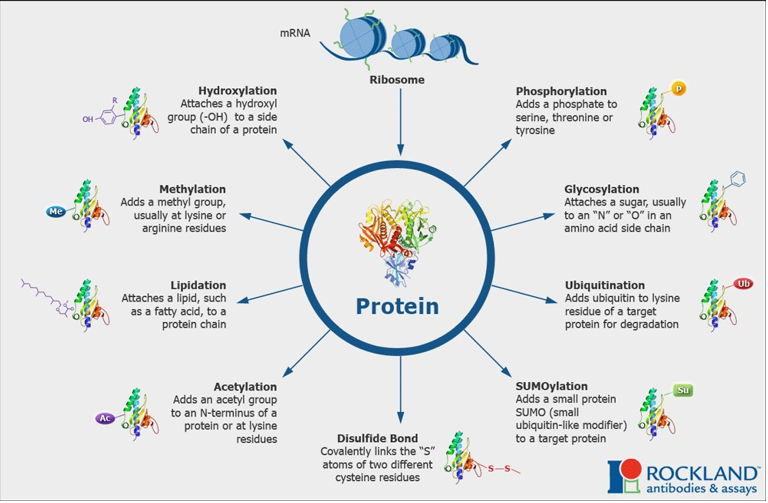 <p>Occurs in the endoplasmic reticulum and Golgi apparatus.</p><p>Hydroxylation: attaches a hydroxyl (-OH) to a side chain of a protein.</p><p>Methylation: adds a methyl group usually at lysine or arginine residues.</p><p>Lipidation: adds a lipid, such as a fatty acid, to a protein chain.</p><p>Acetylation: adds an acetyl group to an N-terminus of a protein or at lysine residues.</p><p>Disulfide bond: covalently links the “S” atoms of two different cysteine residues.</p><p>SUMOylation: adds a small protein SUMO (small ubiquitin-like modifer) to a target protein.</p><p>Ubiquitination: adds ubiquitin to lysine residue of a target protein for degradation.</p><p>Glycosylation: attaches a sugar, usually to an “N” or “O” in an amino acid side chain.</p><p>Phosphorylation: adds a phosphate to serine, theronine or tyrosine.</p>
