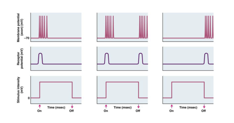 <ul><li><p>respond to changes in a stimulus</p></li><li><p>can encode stimulus changes in several ways</p></li><li><p>pic: on set (first column), combo, off</p></li></ul><p></p>