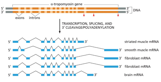 <p>~75% of human genes produce multiple proteins — increases coding potential of genomes</p>