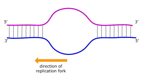 <ul><li><p><span>The bottom strand (blue) is the lagging strand; it is being synthesized discontinuously</span></p></li><li><p><span>The top strand (pink) is the leading strand; it is being synthesized continuously </span></p></li></ul><p></p>