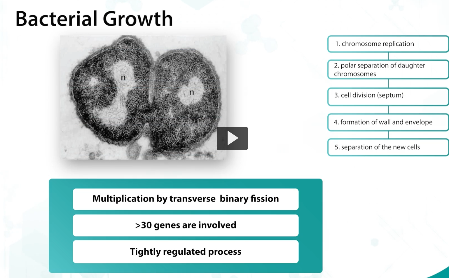 <p><u>bacterial growth (transverse binary fission)</u></p><ol><li><p>chromosome replication (copying the chromosomes)</p></li><li><p>polar separation of daughter chromosomes</p></li><li><p>cell division (septum)</p></li><li><p>formation of wall and envelope</p></li><li><p>separation of the new cells</p></li></ol><p>this rapid process of cell division occurs continuously and eventually leads to exponential growth. </p><div data-type="horizontalRule"><hr></div><p><strong>Multiplication by transverse binary fission</strong></p><p>binary fission is a tightly regulated process involving more than 30 genes. </p>