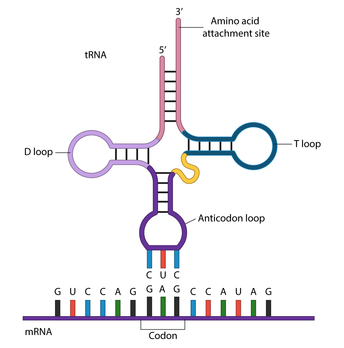 <p>A set of three adjacent nucleotides in DNA or mRNA that code for a particular amino acid.</p>