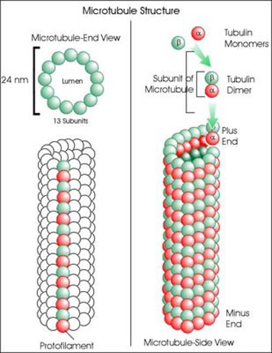 <p>Protein that makes up microtubules</p><p>Important to providing structure, chromosome separation (mitosis & meiosis) and intracellular transport</p>