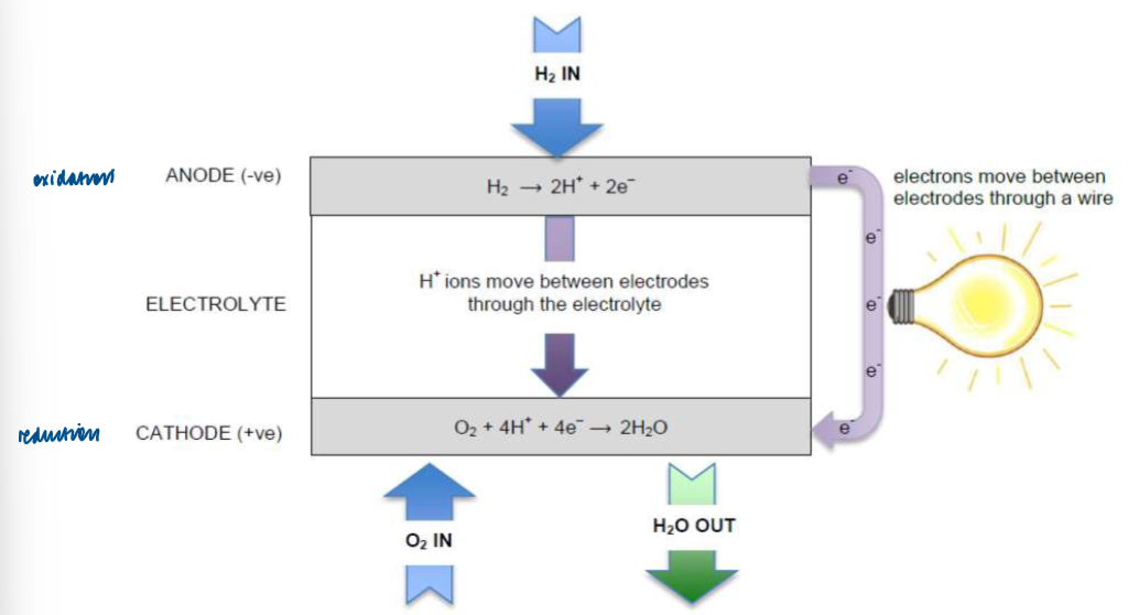 knowt flashcard image