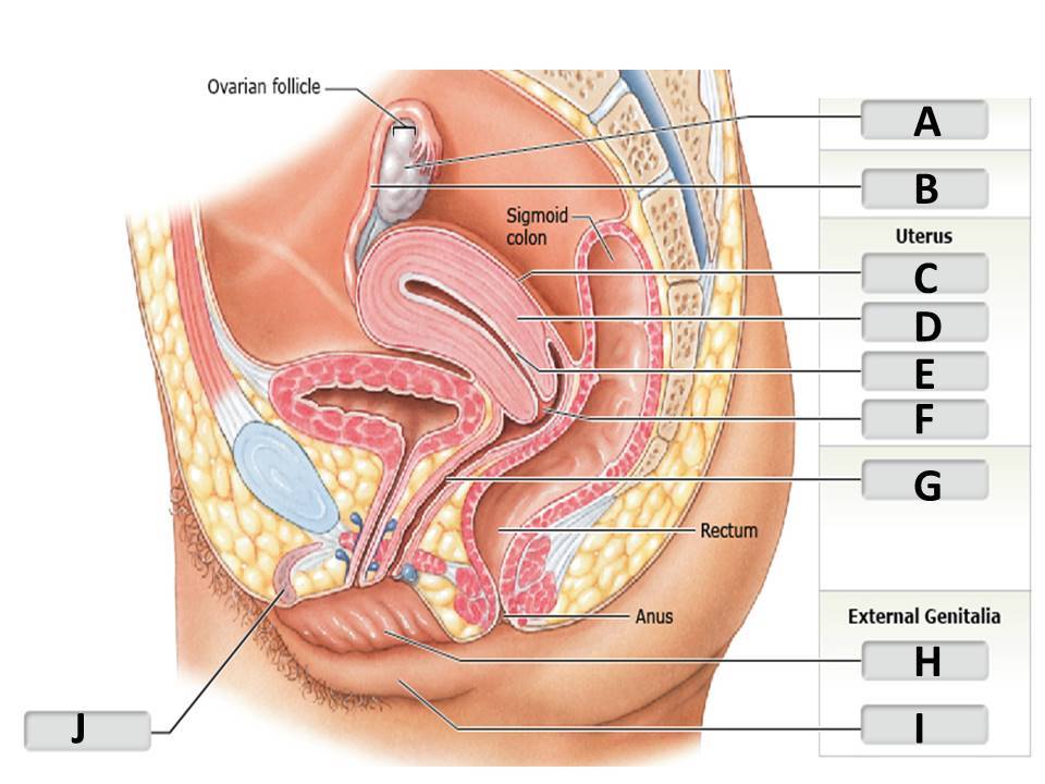 <p><span>uterine tube</span></p>