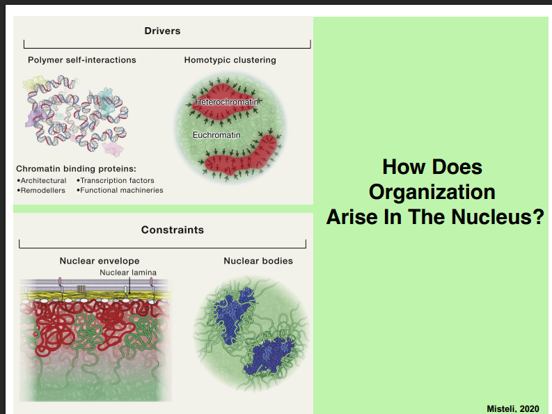 <p><span style="background-color: transparent;"><strong>How Does Nuclear Organization Arise?</strong></span></p>