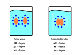 <p>The increase in the entropy of water that results when hydrophobic molecules come together</p>