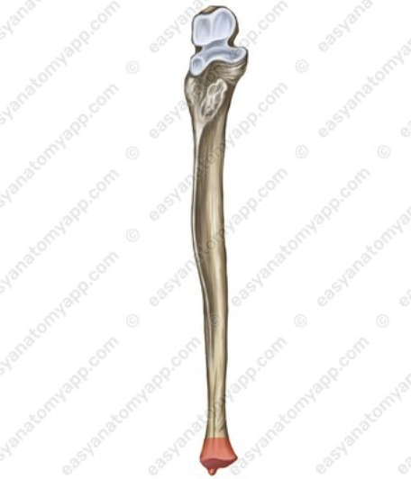 <p>Head</p>