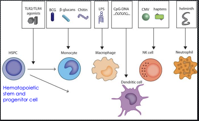 <p>The diagram shows that <strong>hematopoietic stem and progenitor cells (HSPCs)</strong> can be <strong>reprogrammed</strong> by microbial signals (like BCG, β‑glucan, LPS, CpG DNA, chitin, helminths, CMV). This reprogramming changes how the HSPC behaves, causing it to produce innate immune cells (monocytes, macrophages, dendritic cells, NK cells, neutrophils) that have <strong>enhanced or altered functional responses</strong>. This process is called <strong>trained immunity</strong>.</p>