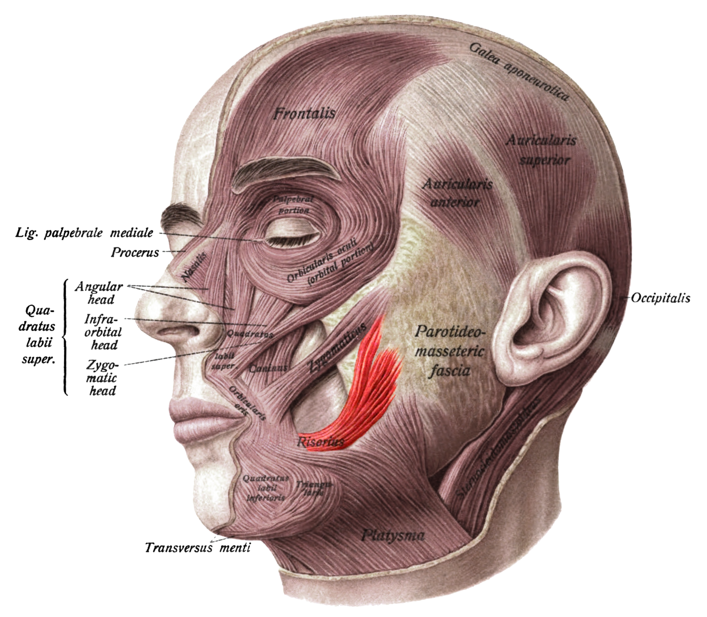 <p>Fascia associated with masseter</p>
