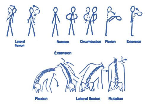 <p>What movement of Spine</p>