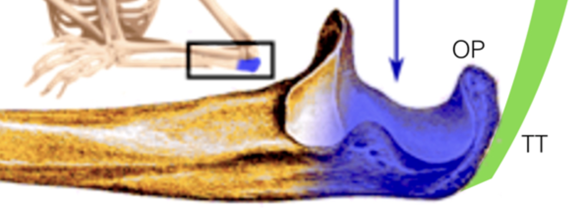 <p>Point of elbow. <strong>(Ulna)</strong></p>