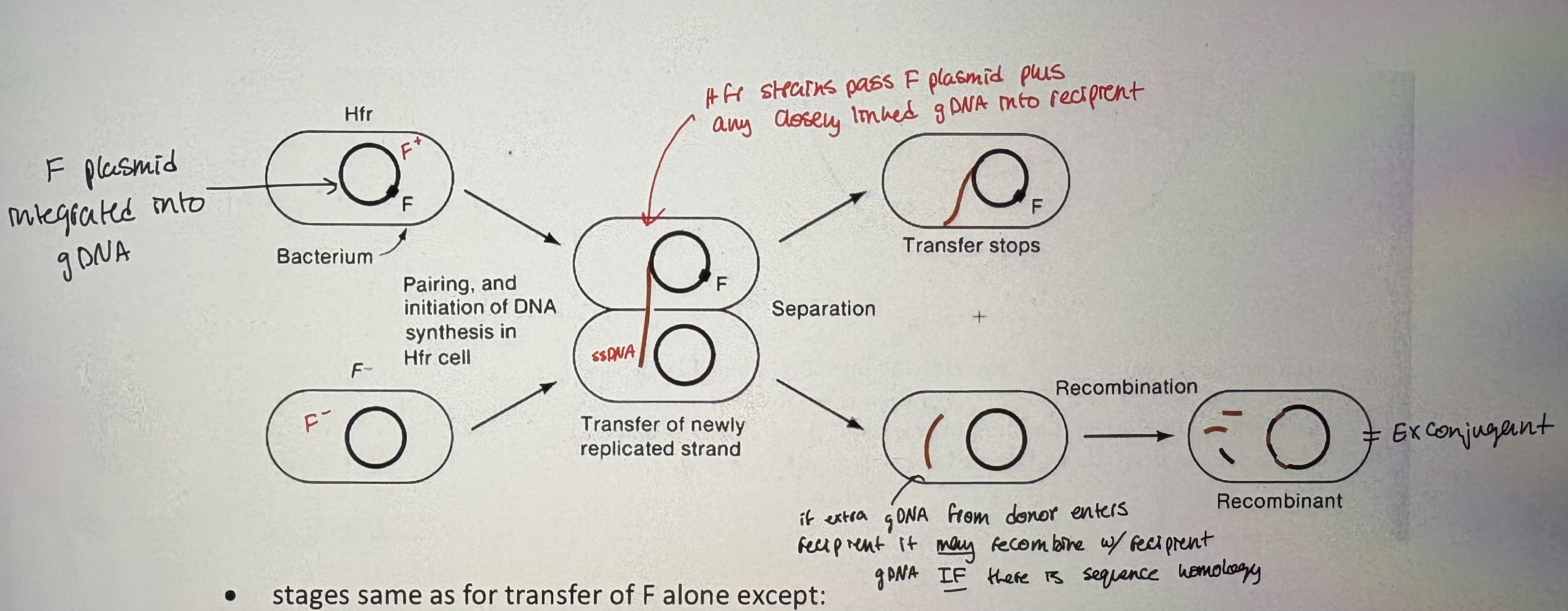 <p>1. Formation of mating pairs</p><p>- requires cell-to-cell contact between donor and recipient</p><p>- mediated by a sex pilus on donor cell (F pilus for the F plasmid)</p><p>- pilus is made up of polymer of pilin (protein)</p><p>- tip of pilus binds to recipient cell to initiate mate pairing.</p><p>- Note: DNA has not been shown to move through pilus</p><p>2. Preparation for DNA transfer</p><p>- cells contact each other after pilus retraction</p><p>- form conjugation bridge = allow direct transfer of DNA between bacterial cell</p><p>- Nicking of F plasmid at OriT (origin of transfer)</p><p>3. DNA transfer</p><p>- direct between cells</p><p>- ssDNA is transferred after nicking by relaxase</p><p>4. Formation of replicative plasmid in recipient</p><p>- ssDNA in both the recipient &amp; donor is replicated to dsDNA → rolling circle replication (RCR)</p><p>- Conjugation functions are encoded by tra genes (all encoded on F plasmid)</p><ul><li><p>traA = pilin subunit. traY = relaxase. </p></li></ul><p>- other plasmids may encode some, none, or all of functions required to be self-transmissible</p><ul><li><p>Self transmissible: mating pair formation DNA transfer (F plasmid)</p></li><li><p>Conjugative: mating pair formation </p></li><li><p>Mobilizeable: DNA transfer </p></li></ul><div data-type="horizontalRule"><hr></div><p>- F can integrate into the bacterial chromosome and mediate transfer of the chromosome to a recipient</p><p>• these strains are called Hfr strains (for high frequency of recombination) → many recombinants formed when Hfr strain mixed with recipient strain</p><p>- Insertion of F into the E.coli chromosome: occurs by recombination between homologous insertion elements on the F plasmid and the chromosome</p><ul><li><p>F plasmid can integrate inro gDNA (genomic DNA)</p></li><li><p>~>20 typical insertion sites (have homology to IS sequence on F plasmid)</p></li><li><p>BUT = integrated F plasmid reatins self-transmissible properties creating Hfr strain </p></li></ul><p>- Creating Hfr strain: </p><ul><li><p>relaxase nicks the oriT &amp; pulls ssDNA across conjugation bridge. Orientation of OriT dictates direction of transfer </p></li><li><p>IS element provide sequence to allow recombination </p></li><li><p>Hfr strains can integrate in diff location &amp; orientations </p></li></ul><p>- upon integration, F behaves as part of chromosome but retains self-mobilization ability (see pic)</p><p>- stages same as for transfer of F alone except:</p><ul><li><p>take ~100 min of stable conjugation to transfer F plasmid plus entire E.coli genome into a recipient </p></li><li><p>mating pair usually breaks apart before 100 min (can also experimentally break up mating by agitation = “interrupted mating”)</p></li><li><p>some donor DNA can recombine recipient to create novel allelic combos</p></li></ul><p>- Detection of recombinants: can select for successful conjugation by testing presence of donor DNA alleles </p><p></p><p></p><p></p>