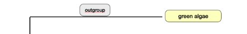 <p>In a phylogenetic tree, what is the outgroup?</p>