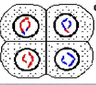 <p>______ II</p><p>Cell division is complete. _____ haploid daughter cells are obtained. Note that each is genetically ______.</p>