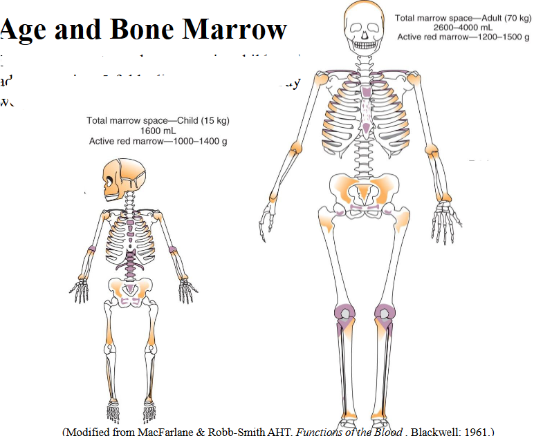 <p>- Similar amount red marrow in child and adult despite 5-fold disrepancy in body weight</p>