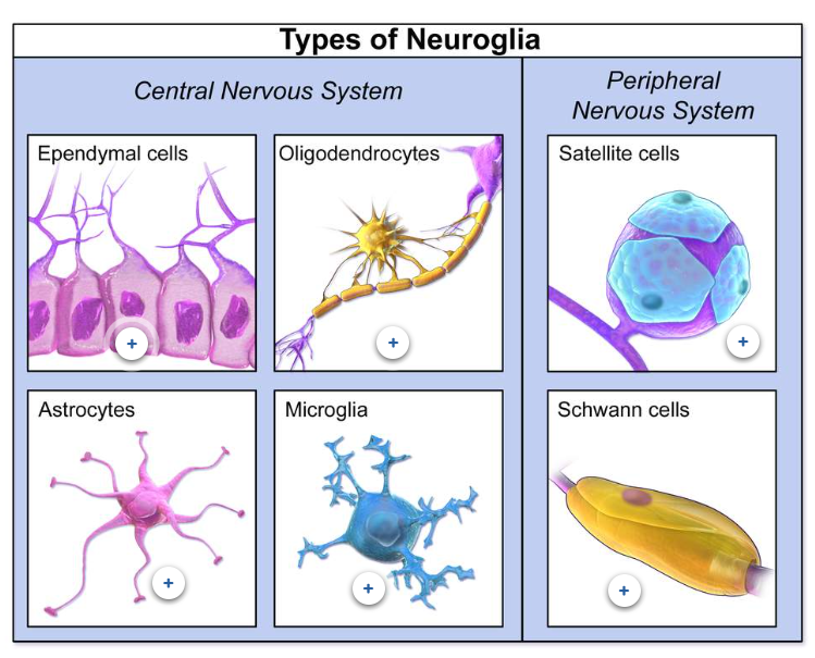 <p>CNS → </p><ul><li><p>Astrocytes</p></li><li><p>Oligodendrocytes</p></li><li><p>Ependymal cells</p></li><li><p>Microglia</p></li></ul><p>PNS →</p><ul><li><p>Schwann cells</p></li><li><p>Satellite cells</p></li></ul><p></p>
