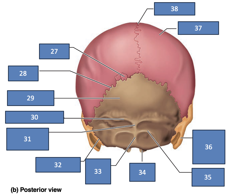 <p>38</p>