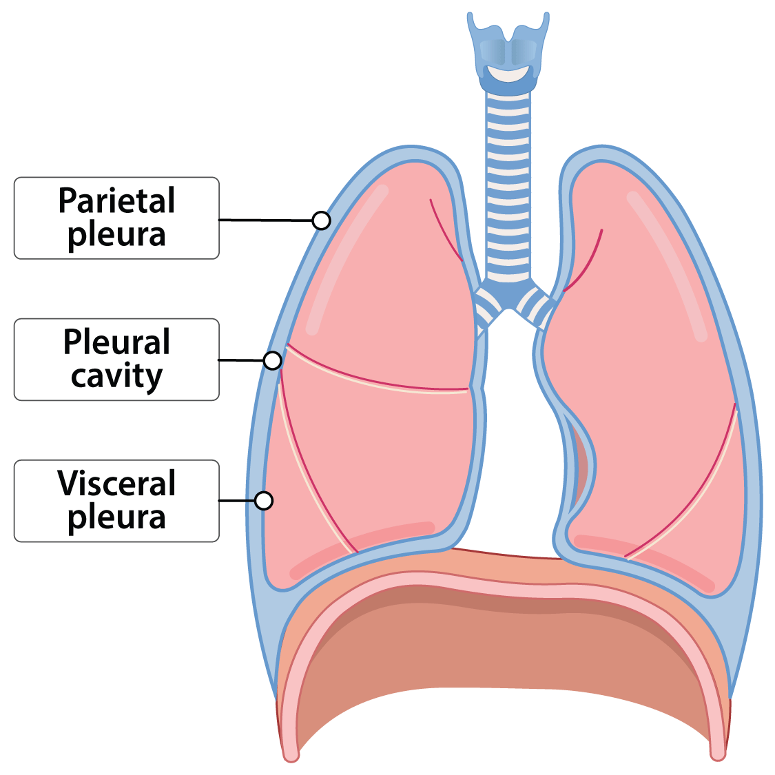 <p>The space between the pleura surrounding each lung, containing pleural fluid to reduce friction during breathing. (middle)</p><p>pericardial in heart, peritoneal in abdominal</p>