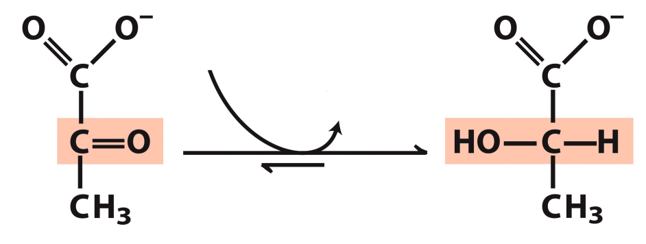 <p>What enzyme catalyzes this reaction? What are the intermediates, if any?</p>