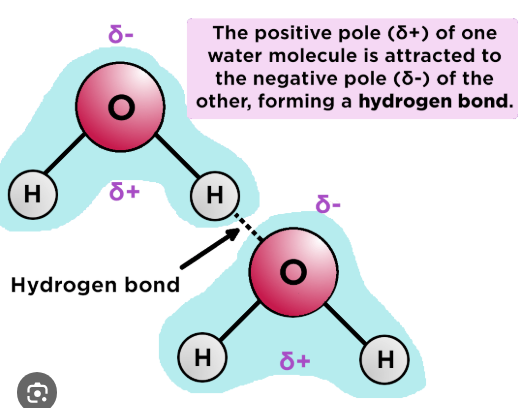 <p>hydrogen bonds</p>