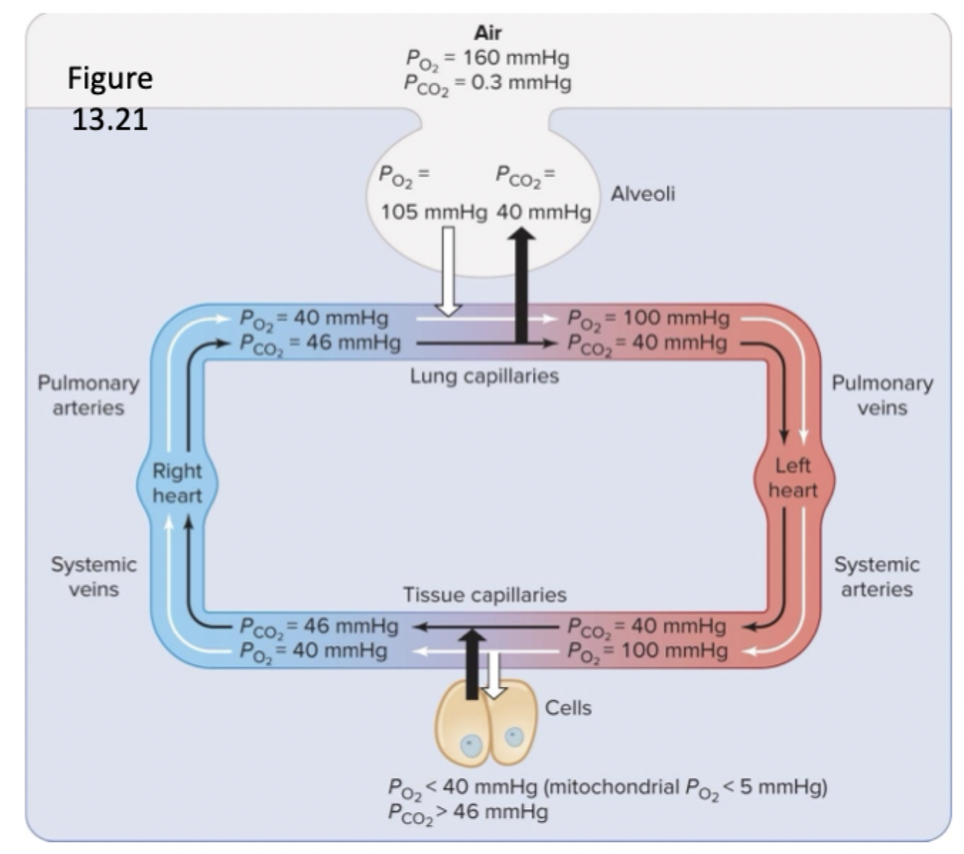 <p>O2 → atm = 160 mmHg, alveoli = 105 mmHg, lungs to tissue = 100 mmHg, tissue to lungs = 40 mmHg</p><p>CO2 —> tissue to lungs → 46 mmHg, alveoli = 40 mmHg, atm = 0.3 mmHg, alveoli to tissue = 40 mmHg</p>