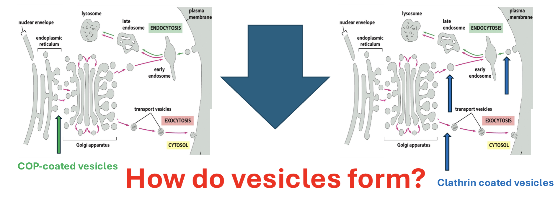 <p>2 types of vesicles</p>