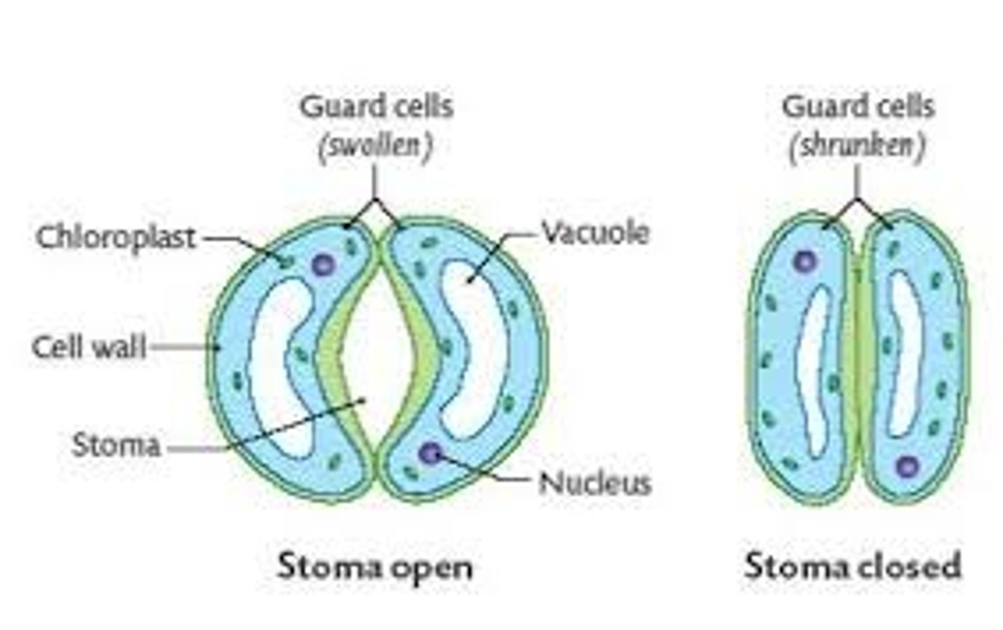 <p>The act of guard cells closing the stomata, preventing the entrance of pathogens</p>