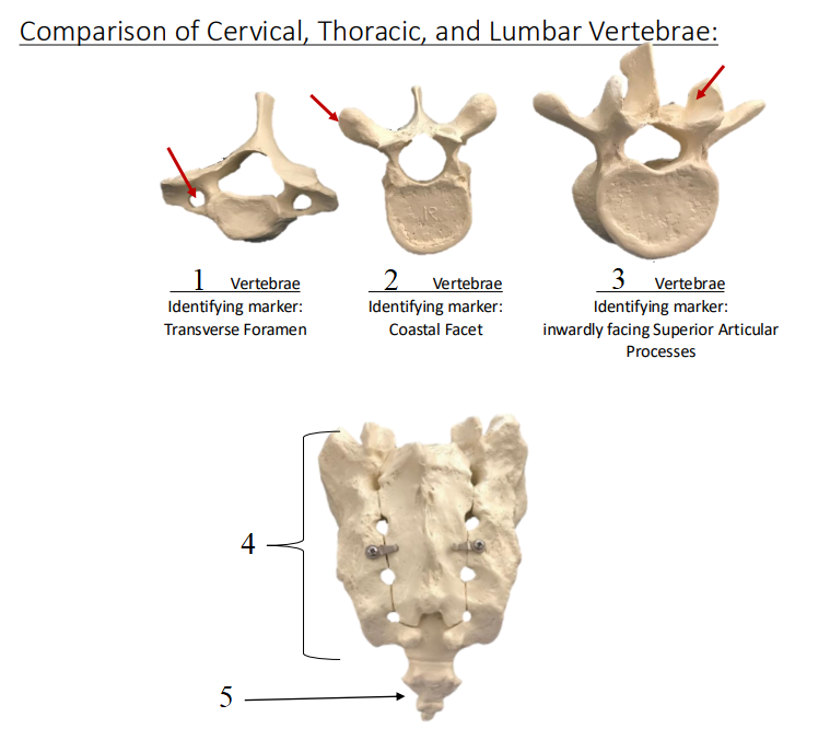 <p>Name structures 1-5. </p>