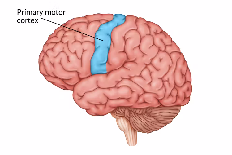 <p>Precentral gyrus of the frontal lobe, just anterior to the central sulcus</p>